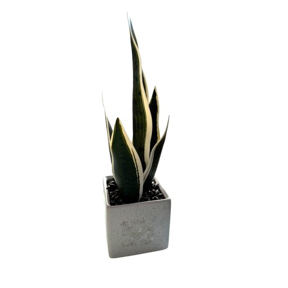Artificial Snake Plant In Speckled White Square Ceramic Pot - Picture 4 of 6